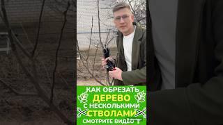 #обрезкадерева #обрезкамолодогодерева #сад #обрезкаяблони #обрезкагруши #обрезкасливы #садоводство