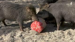 Eisbomben für die Weißbartpekaris im Zoo Berlin - Ice bombs for the White-lipped peccaries