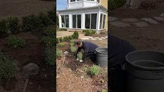 #34Planting ASMR. #asmr #gardening #landscaping #shorts