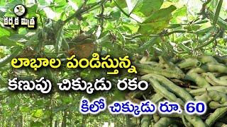 కాసులు పండిస్తున్న కణుపు చిక్కుడు || Success Story of Broad Bean Farming || Karshaka Mitra