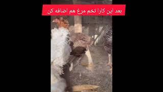 تاحالا باقالی واویج گیلانو امتحان کردی بامن همراه باش تا بهت بگم#آشپزی_ایرانی #گیلانی@GILFOOD-