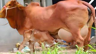 Pakistan's No.1  Cow | Sahiwal Breed | Complete Documentary By AJ Cattle info