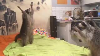 Raccoon plays with bubbles