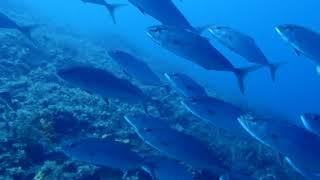 One minute of the mesmerizing and predatory flight of Amberjack, in Greek Mayatiko.