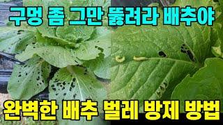 구멍 뻥뻥 뚫린 배추 병해충 방제 방법