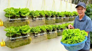 Amazing Lettuce Garden from Plastic Bottles, Vertical Gardening on Walls at Home