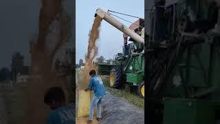 Wheat crops#farming#india#youtubeshorts