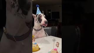 un birthday pawty 