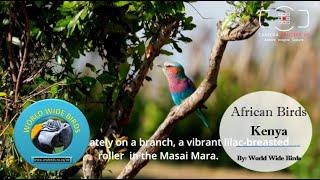 African Birds of Maasai Mara, Kenya #birdlovers #africanbirds