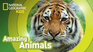 Tiger  | Amazing Animals