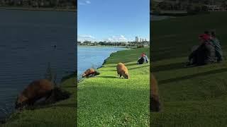 Spotting capybaras in Brazil . #parquebarigui #curitiba #brazil #youtubeshorts