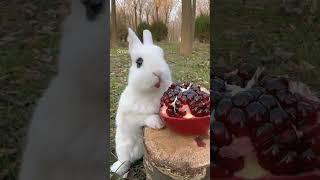 Cute rabbits #viral #viralvideo #youtubeshorts #cute #rabbit #trending #foryou #tiktok #instagram