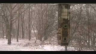 Snowfall Time-lapse