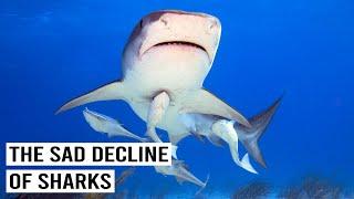 The Struggle To Save Sharks In The Bahamas (4K Documentary)