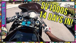 Suzuki SV1000 First impressions