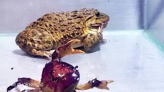 Азиатская лягушка-бык с большим крабом и мышь Живое кормление Asian Bullfrog With Big Crab And Mouse