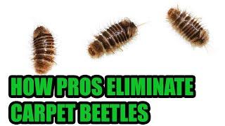 Carpet Beetles Aren’t Bed Bugs! - Learn How To Eliminate Carpet Beetles Effectively Like a Pro