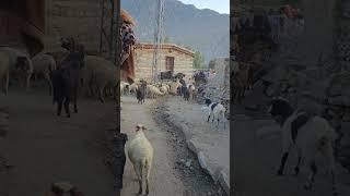 Walking through the last village in the world, Askole #k24newscut #shigar #shigarvalley #baltistani