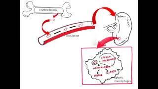 Bilirubin metabolism