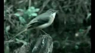 Grey Wagtail Song