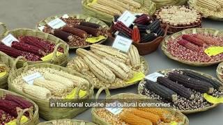 Seeds of Discovery: Exploring native maize for food security. English with subtitles.