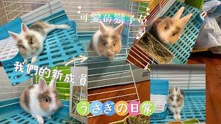 我們的新成員うさぎ獅子兔的日常 兔子