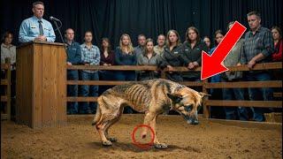 No One Bids on Injured Dog at Auction—Then a Strange Man Silently Raises His Hand…