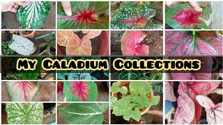 My Caladium Collections/Caladium Tour/Caladium For Sale