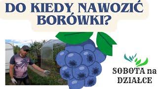 Czym nawozić borówki po zbiorach?🫐