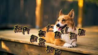 熱門飼養犬隻小知識-哥基篇