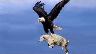 Most Deadly EAGLES Attacks 2019  - Golden Eagle vs Goat, Hawk vs RattleSnake, Eagle vs Monkey