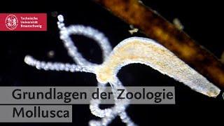 Anatomy Insights #4 – Anatomie der Weichtiere (Mollusca)