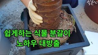 6분이면 쉽게 배우는 식물분갈이 방법, 노하우 대방출(스티로품대신 굵은난석 사용권장)