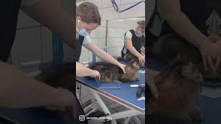 Как вычесать кота. Когда хозяин сказал что ты злой cat.