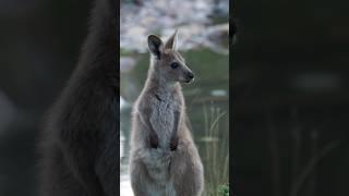 Exploring the east coast of Australia! #travel #australia #travelvlog