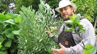 Growing Fava Beans | Amazing Ancient Food Crop & Soil Builder!