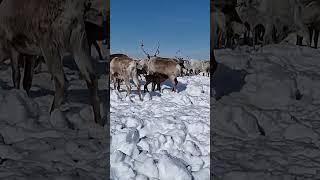  От чего зависит благополучие оленеводов Крайнего Севера