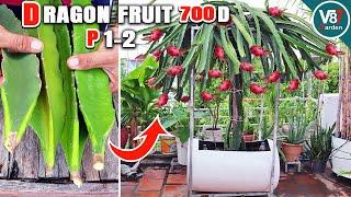 Grow Dragon Fruits in Containers: Easy Step-by-Step Guide from Stem to Harvest | P1-2