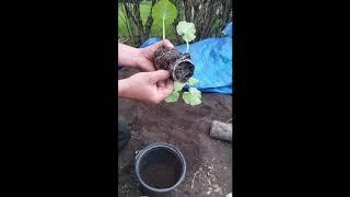 Upgrading Real Estate - Transplanting MN summer squash & cucumbers