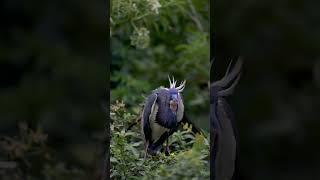 Tricolored heron