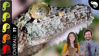 Mossy Leaf-tailed Gecko, The Best Pet Lizard?