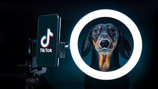 Sorry Daddy, I'm TikToker! Cute & funny dachshund dog video!