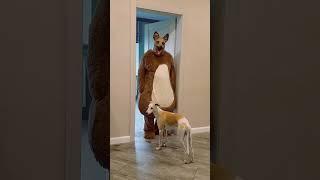 Funny dogs guard the house and bark ferociously Marble Truck