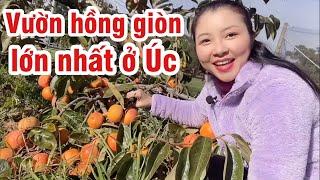 HÁI HỒNG GIÒN Ở ÚC | PICKING PERSIMMON IN AUSTRALIA | CUỘC SỐNG ÚC | CHAU RICHES