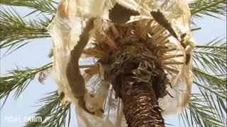 Dates palm Harvesting by Shaking Machine   Packing Dates Modern Agricultural Technology