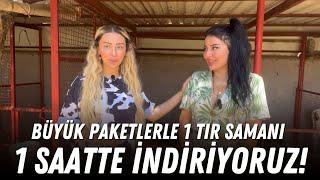 Büyük Paketlerle 1 Saat 1 Tır Samanı İndiriyoruz! / Buzağıları Küpeliyoruz