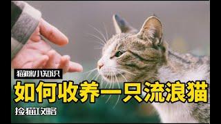 流浪猫过来贴你，是想和你回家吗？