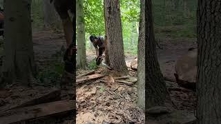 Massive red oak #firewood