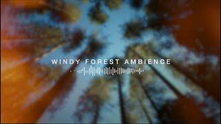 Cinematic Windy Forest Ambience | Use in your Films!