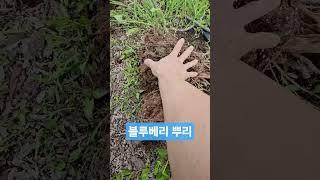 냉해 뿌리 상태 20250518) 냉해로 고사된 블루베리 뿌리 상태. 실뿌리가 지표면에 붙어서 자라므로 과습 건조피해에 취약함 #blueberry #블루베리 #실뿌리